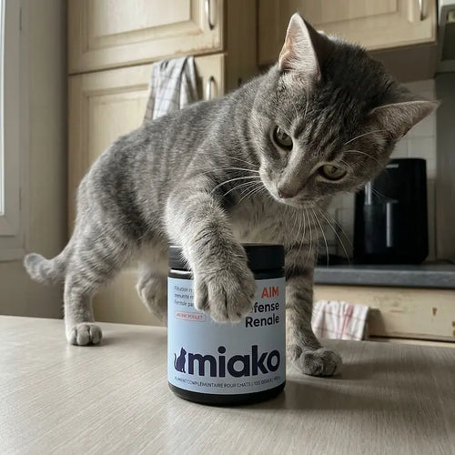 Chat gris jouant avec le pot de Miako AIM